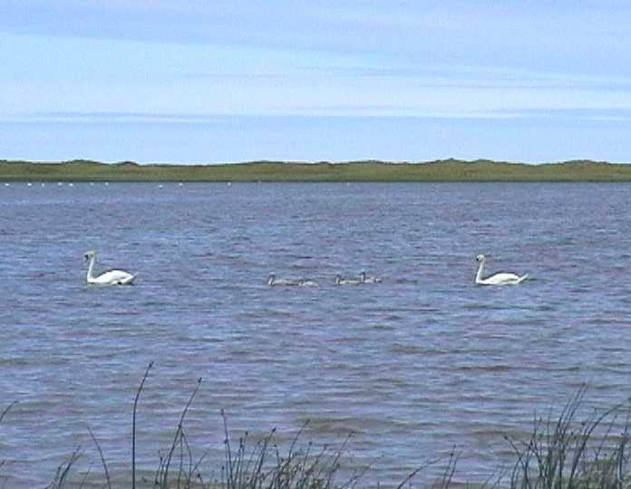 6swans