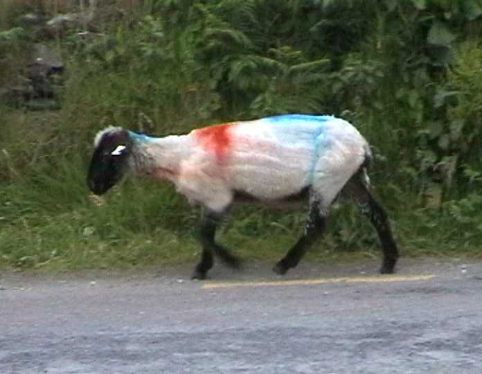 colouredsheep